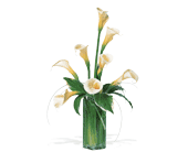White Callas, picture