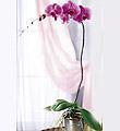 The FTD� Lavender Phalaenopsis Orchid
