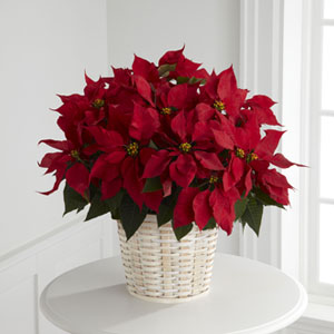 The FTD� Red Poinsettia Basket