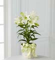 The FTD� Easter Lily Plant
