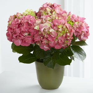 The FTD� Pink Hydrangea Planter