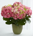 The FTD� Pink Hydrangea Planter