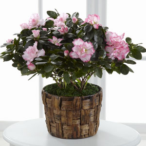The FTD� Pink Azalea