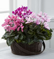 The FTD� Mixed Cyclamen Planter