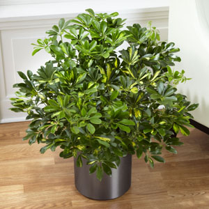 The FTD� Schefflera Arboricola