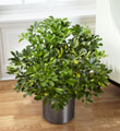 The FTD� Schefflera Arboricola