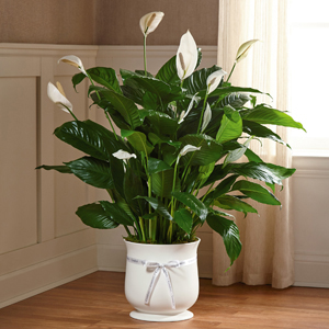 The FTD� 8 inch Comfort� Planter