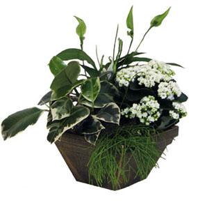 Arrangement of Plants