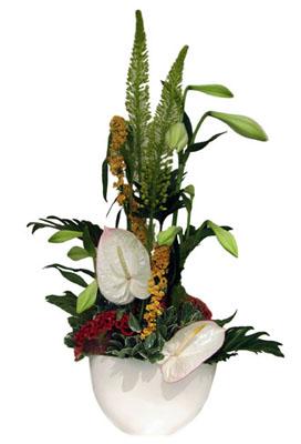 Arrangement of Cut Flowers