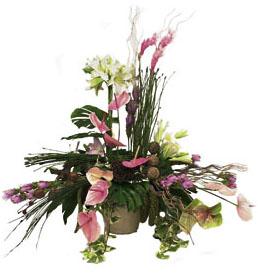 Tropical Arrangement