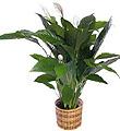 Spathiphyllum Plant