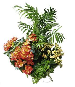 Arrangement of Plants