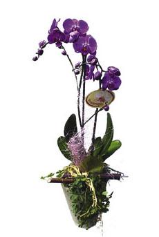 Phalaenopsis Plant
