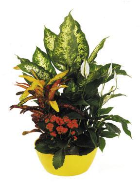 Arrangement of Plants