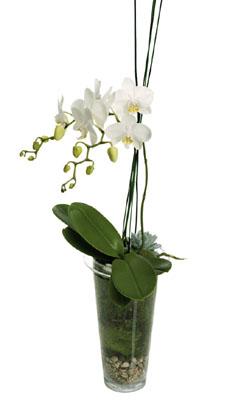 Orchid Plant
