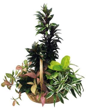 Arrangement of Plants