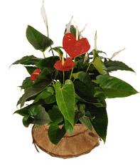 Arrangement of Plants