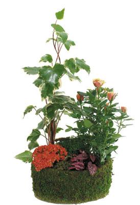 Arrangement of Green & Blooming Plants