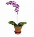 Phalaenopsis (without container)