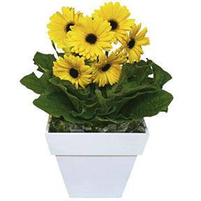 The FTD�  Pingo D\'ouro