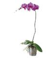 The FTD� Lavender Phalaenopsis Orchid