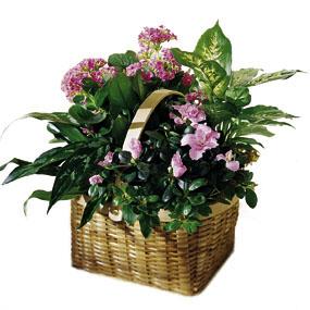 The FTD� Pink Assortment