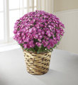 The FTD� Devotion� Pink Mum