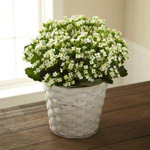 The FTD� White Kalanchoe